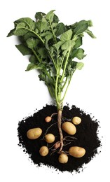 Potato plant with tubers and soil isolated on white, top view