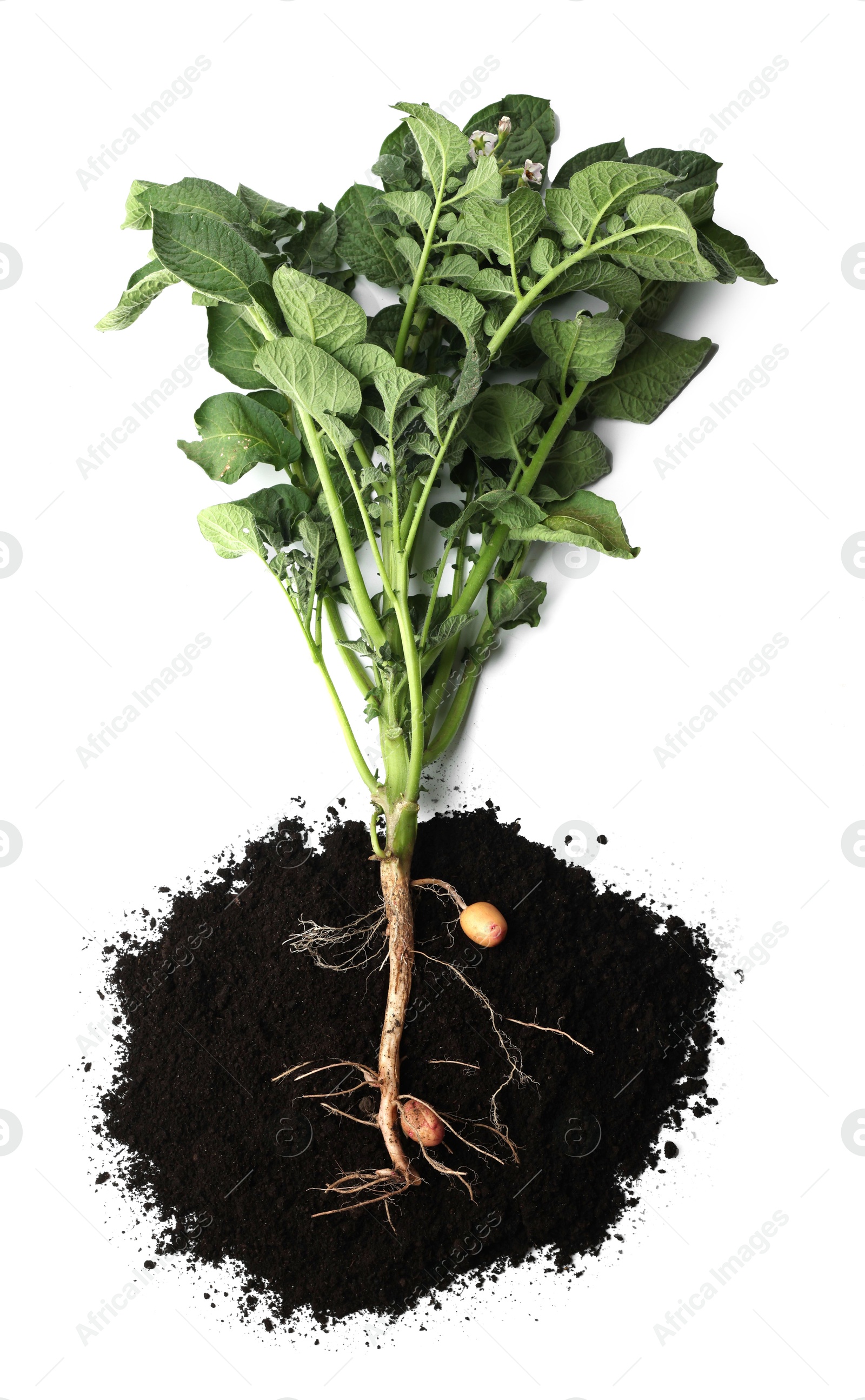 Photo of Potato plant with tubers and soil isolated on white, top view