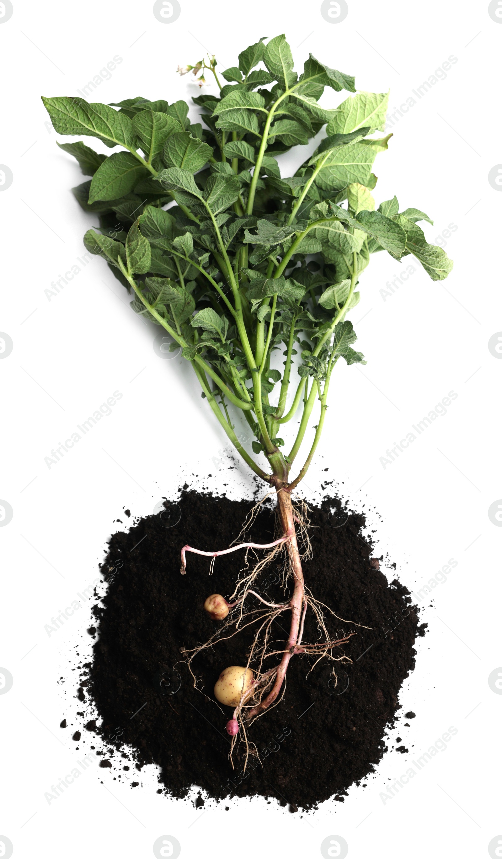 Photo of Potato plant with tubers and soil isolated on white, top view