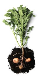 Photo of Potato plant with tubers and soil isolated on white, top view