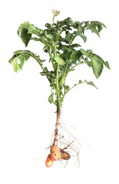 Photo of Potato plant with tubers isolated on white