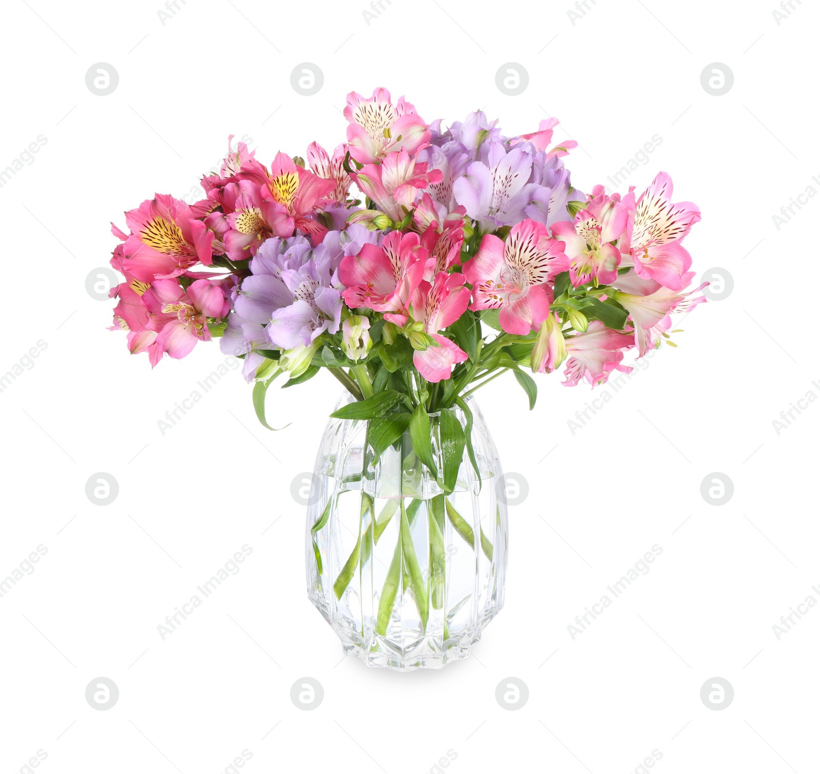 Photo of Beautiful alstroemeria flowers in vase isolated on white