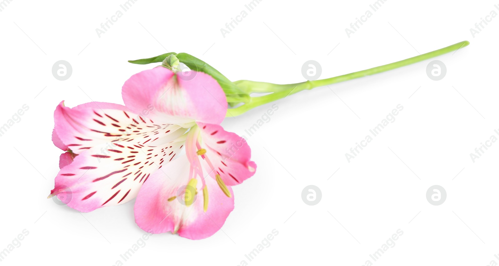 Photo of Beautiful pink alstroemeria flower isolated on white