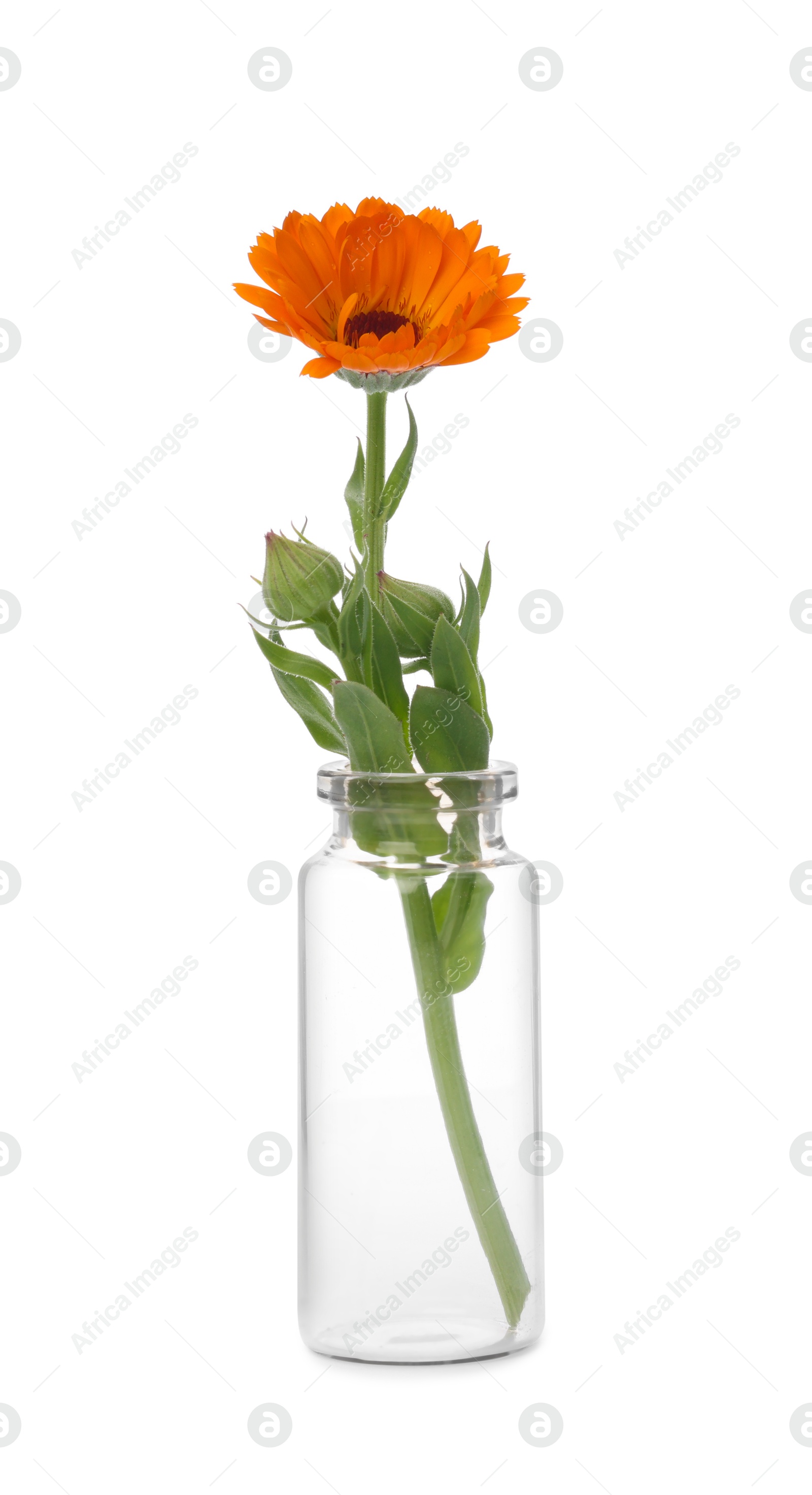 Photo of Beautiful calendula flower in glass bottle isolated on white