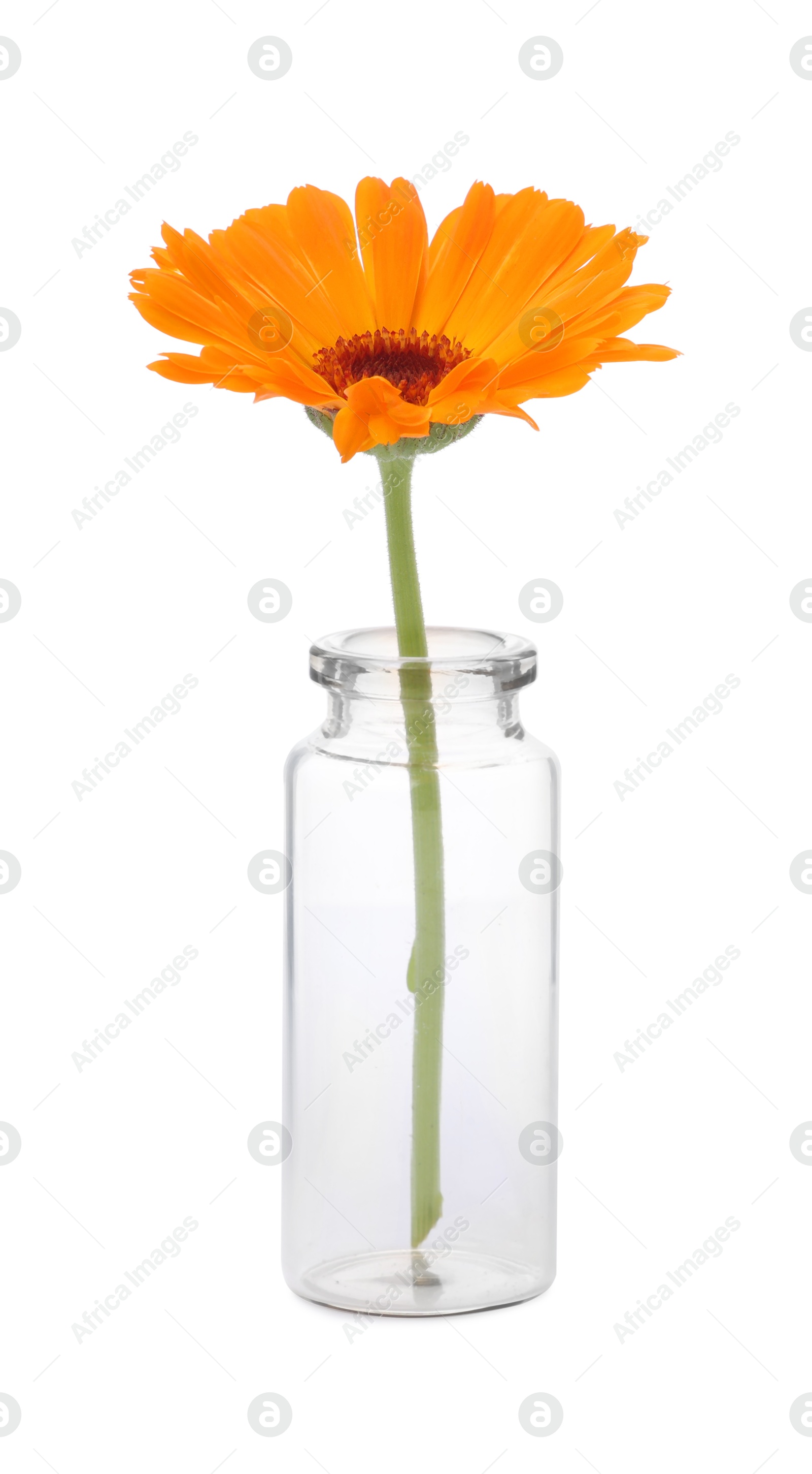 Photo of Beautiful calendula flower in glass bottle isolated on white