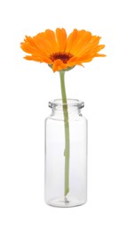 Photo of Beautiful calendula flower in glass bottle isolated on white