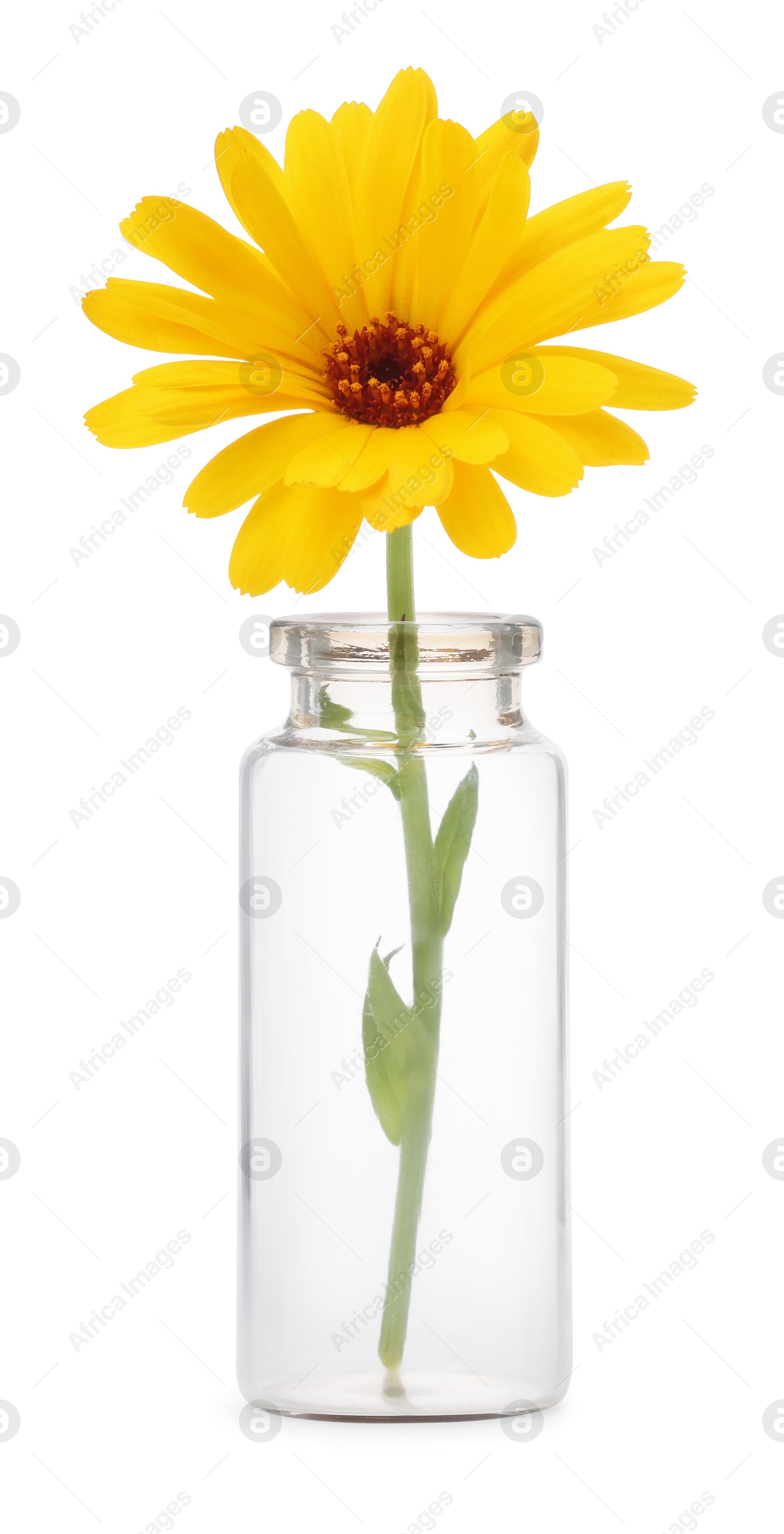 Photo of Beautiful calendula flower in glass bottle isolated on white