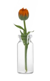 Photo of Beautiful calendula flower in glass bottle isolated on white