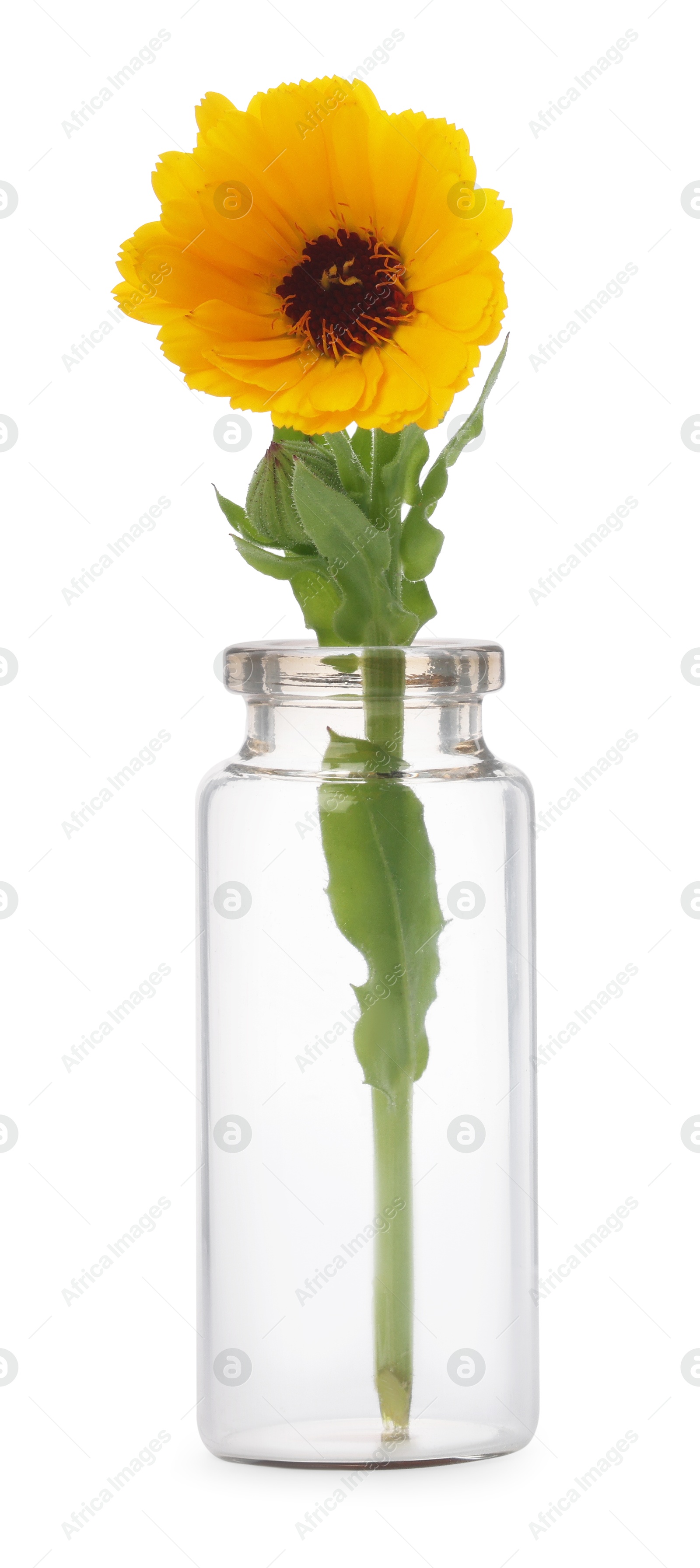 Photo of Beautiful calendula flower in glass bottle isolated on white