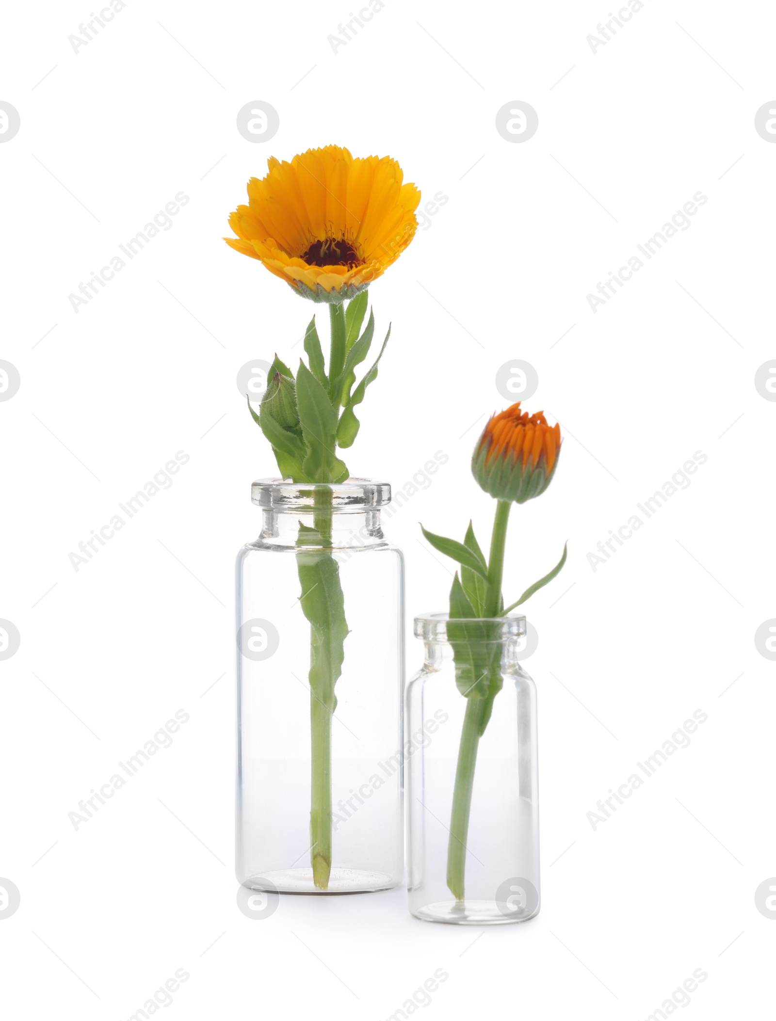 Photo of Beautiful calendula flowers in glass bottles isolated on white