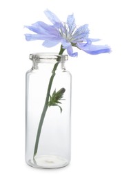 Photo of Beautiful cichorium flower in glass bottle isolated on white