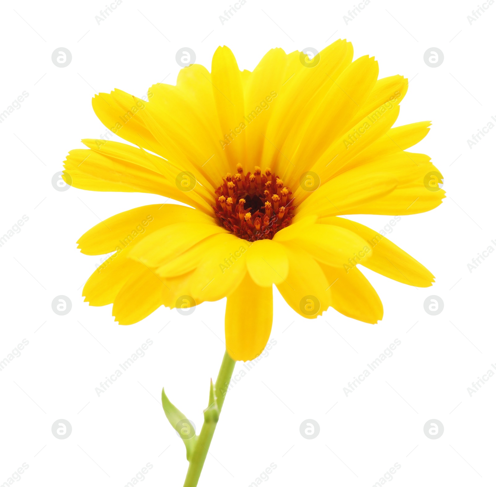 Photo of Beautiful yellow calendula flower isolated on white