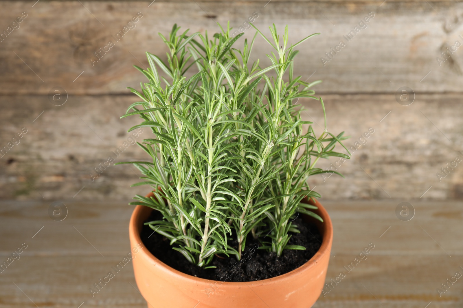 Photo of Aromatic rosemary plant in pot on wooden table, closeup