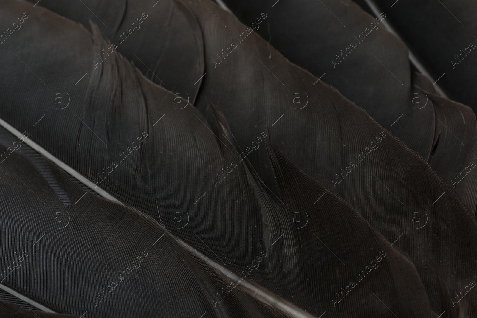 Photo of Beautiful black feathers as background, top view