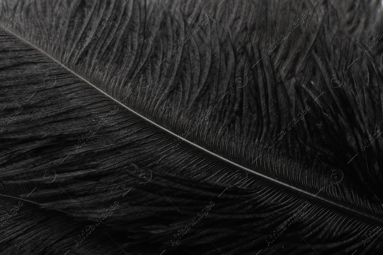 Photo of Beautiful black feather as background, closeup view