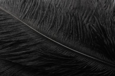 Beautiful black feather as background, closeup view