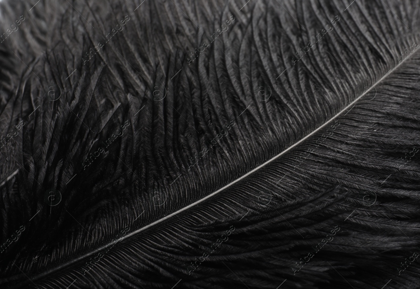 Photo of Beautiful black feather as background, closeup view