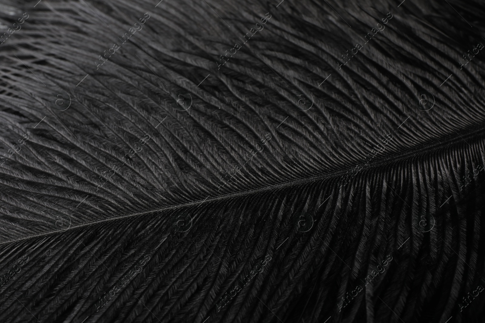 Photo of Beautiful black feather as background, top view