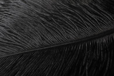 Photo of Beautiful black feather as background, top view