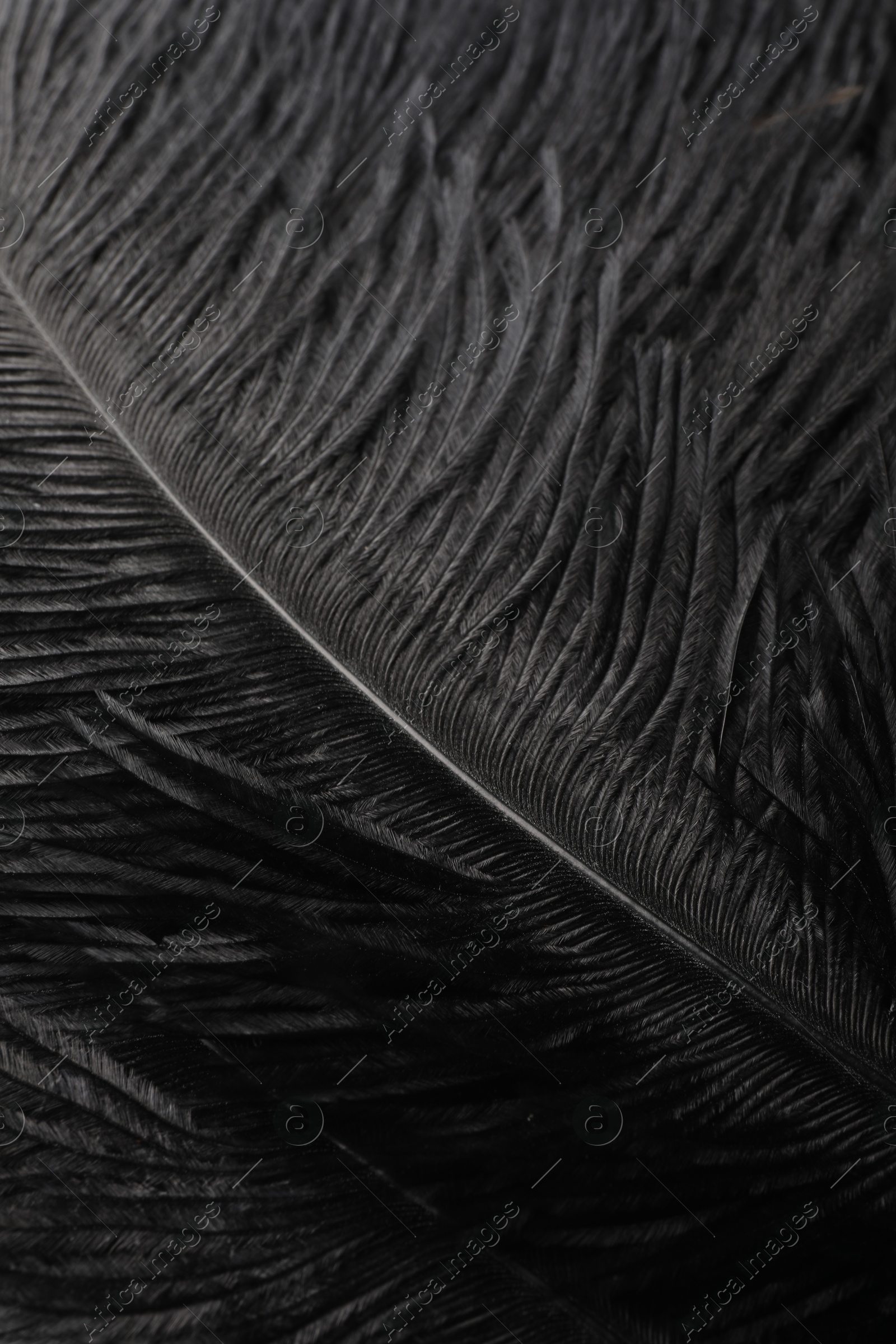 Photo of Beautiful black feathers as background, closeup view