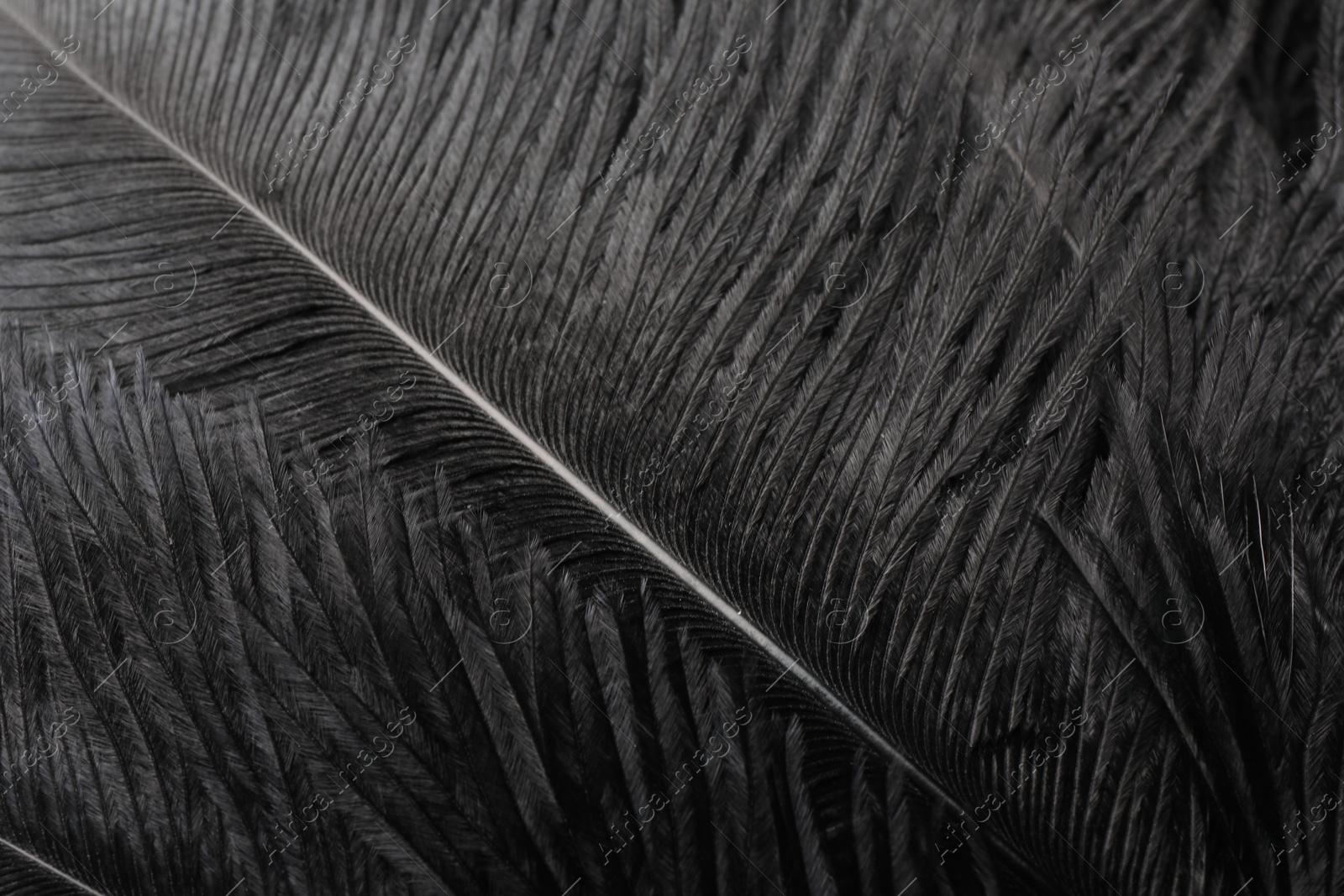 Photo of Beautiful black feathers as background, closeup view