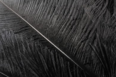 Beautiful black feathers as background, closeup view