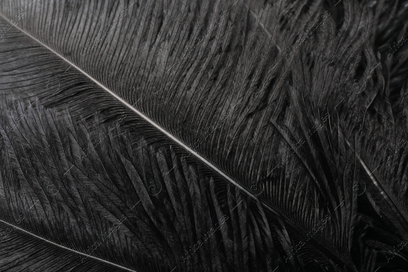 Photo of Beautiful black feathers as background, closeup view