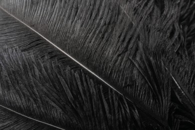 Beautiful black feathers as background, closeup view