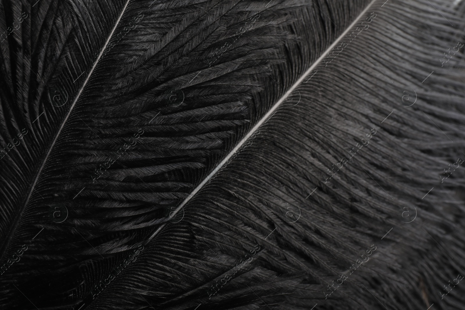 Photo of Beautiful black feathers as background, closeup view