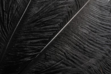 Beautiful black feathers as background, closeup view