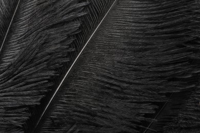 Beautiful black feathers as background, closeup view