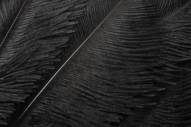 Photo of Beautiful black feathers as background, closeup view