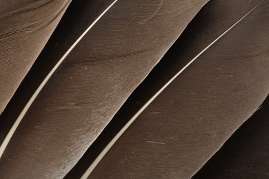 Photo of Beautiful brown feathers as background, top view