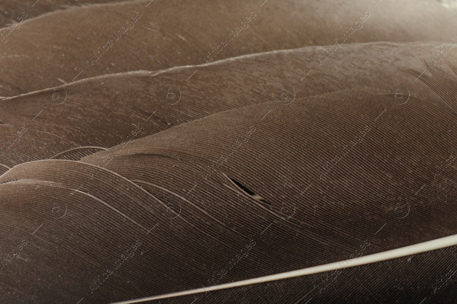 Photo of Beautiful brown feathers as background, top view