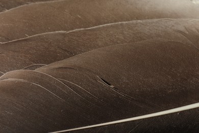 Photo of Beautiful brown feathers as background, top view