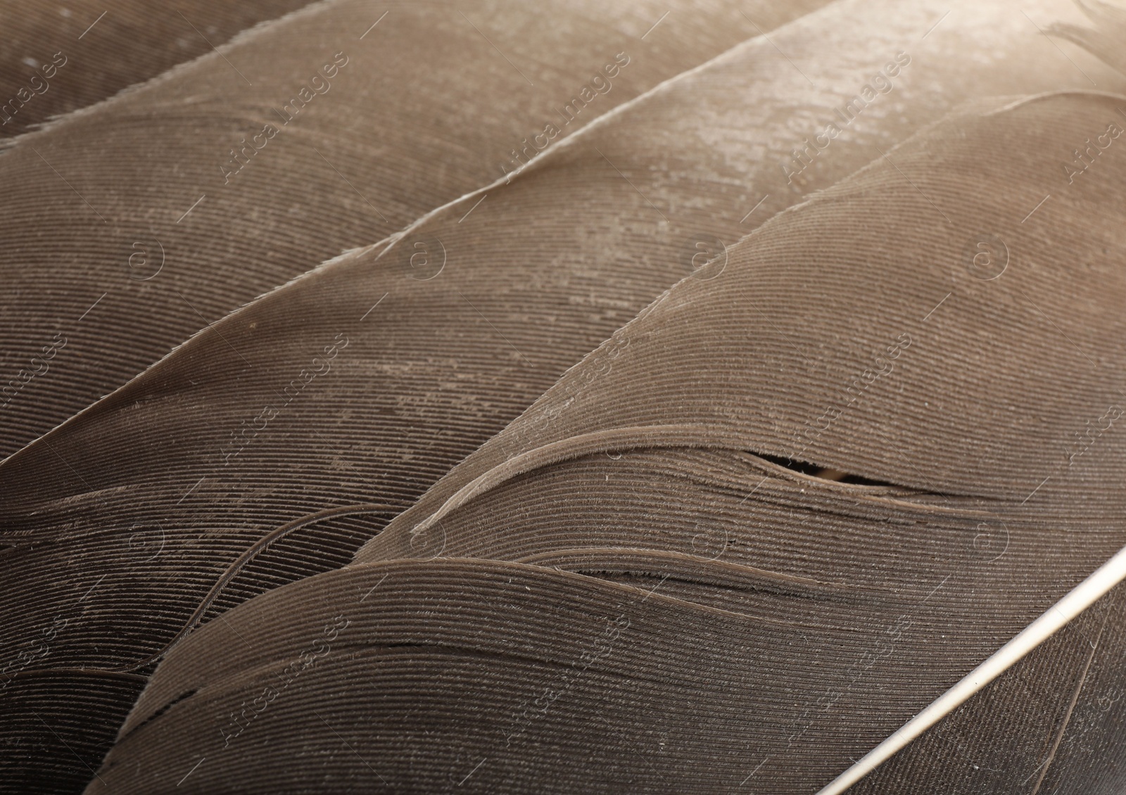 Photo of Beautiful brown feathers as background, closeup view