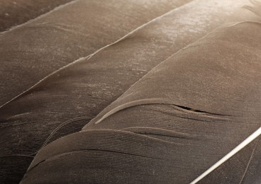 Beautiful brown feathers as background, closeup view