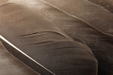 Photo of Beautiful brown feathers as background, closeup view