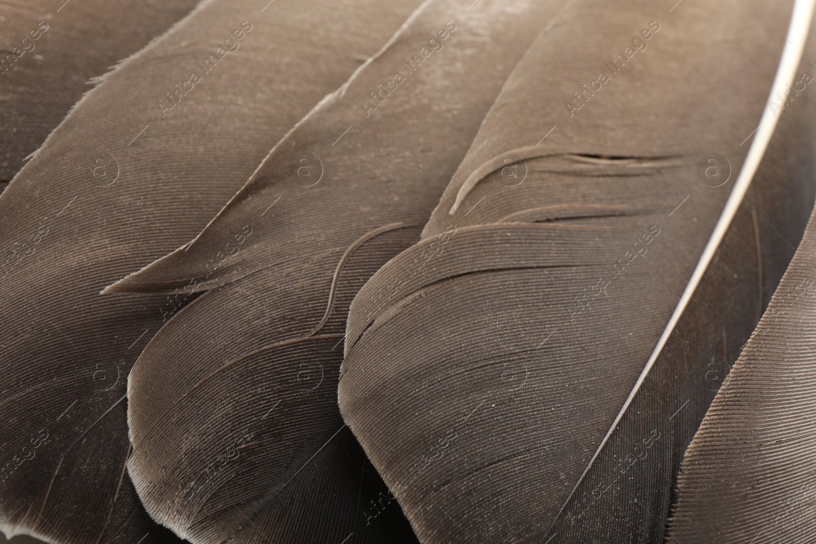 Photo of Beautiful brown feathers as background, closeup view