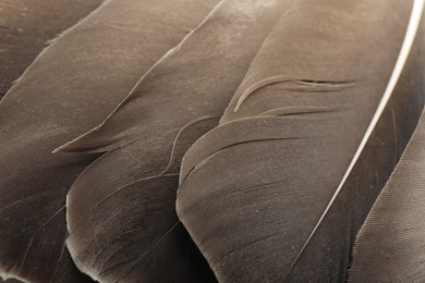 Photo of Beautiful brown feathers as background, closeup view