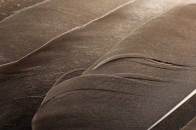 Beautiful brown feathers as background, closeup view