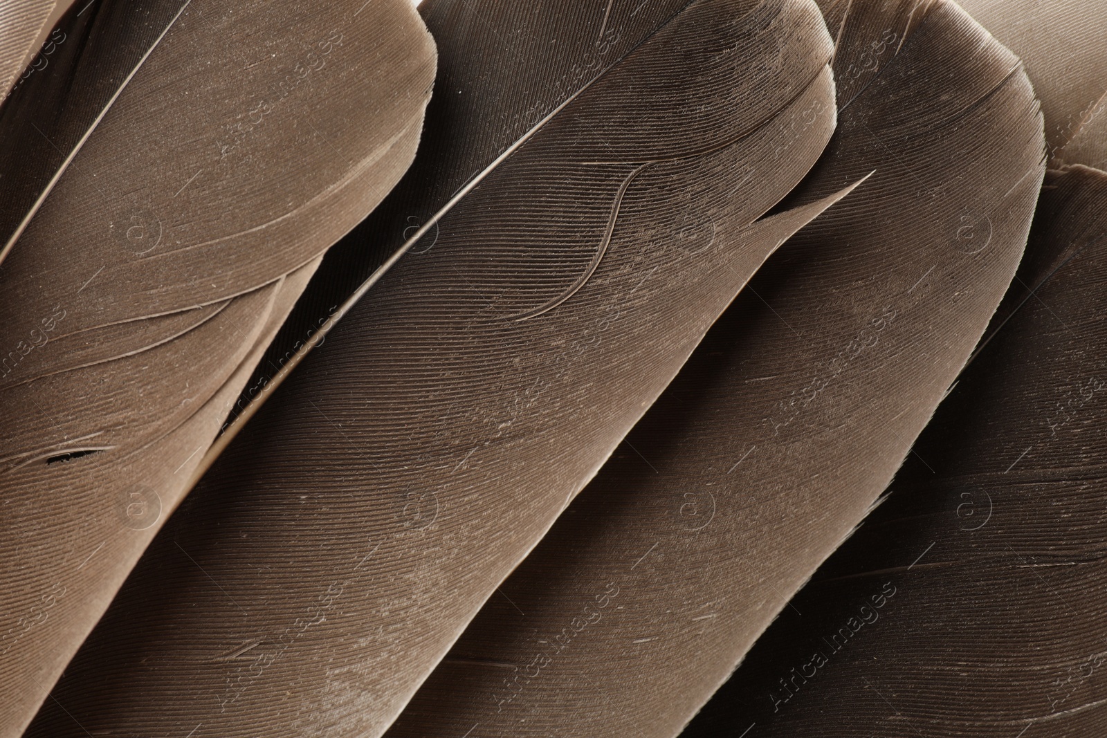 Photo of Beautiful brown feathers as background, top view