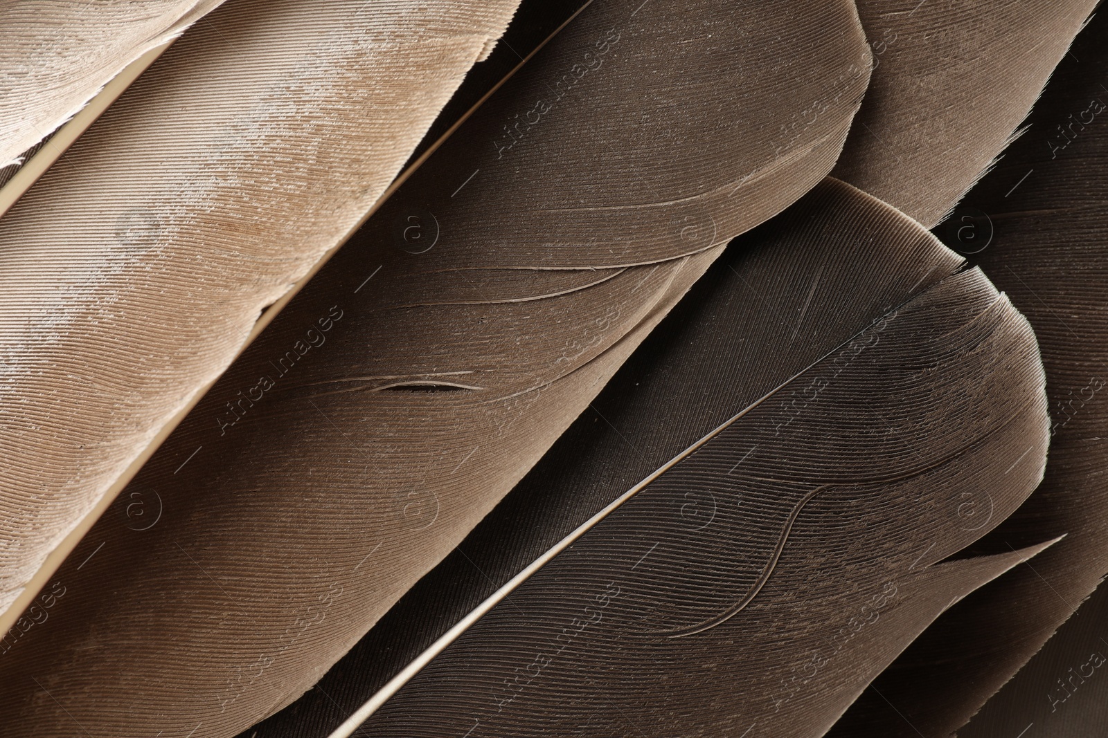 Photo of Beautiful brown feathers as background, top view