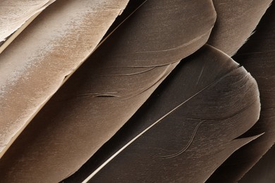 Beautiful brown feathers as background, top view