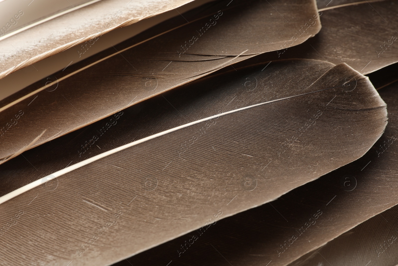 Photo of Beautiful brown feathers as background, closeup view