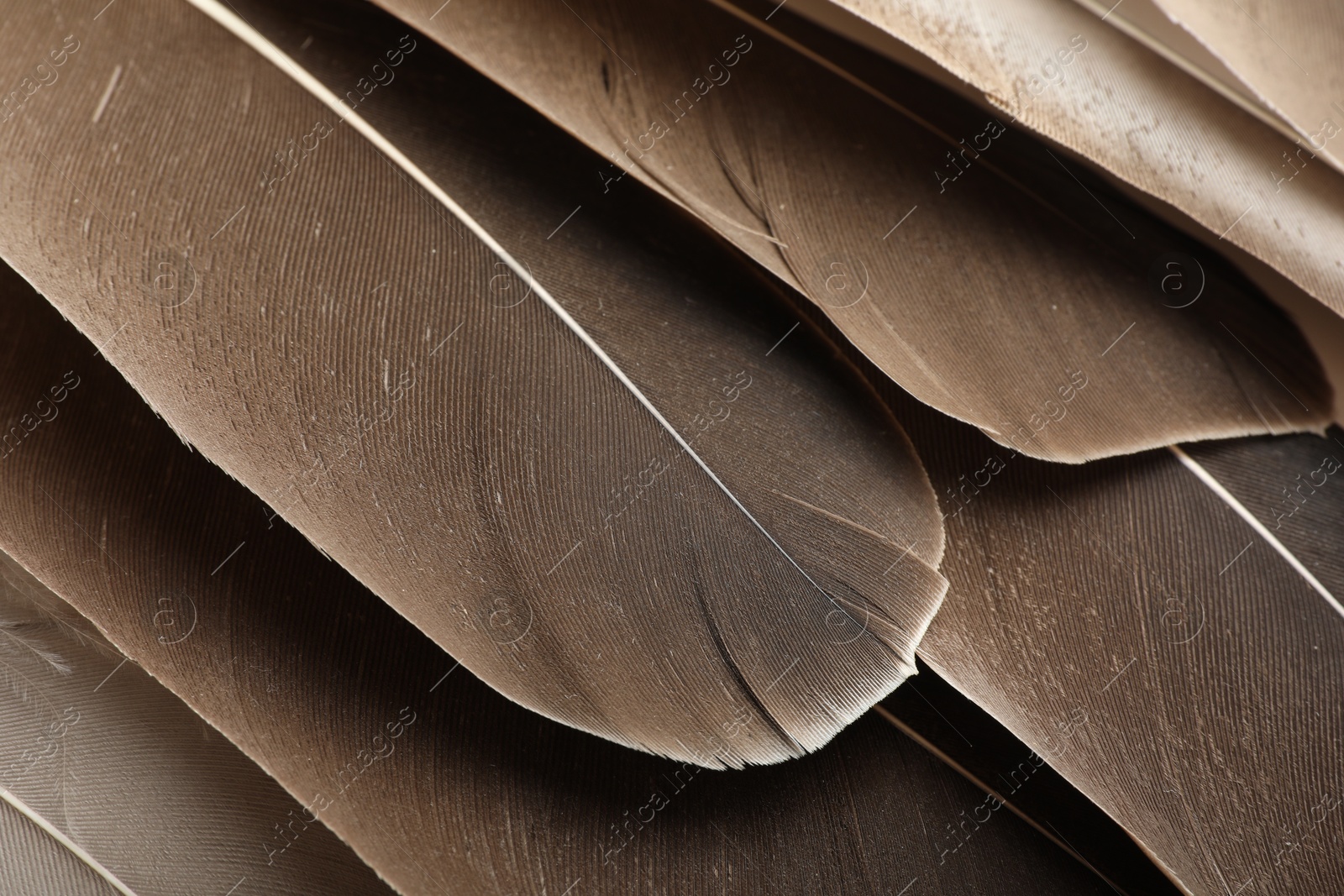 Photo of Beautiful brown feathers as background, closeup view