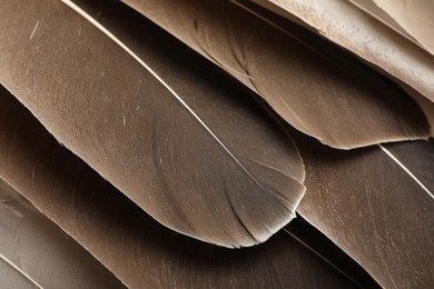 Beautiful brown feathers as background, closeup view