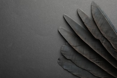 Photo of Beautiful black feathers on gray background, top view. Space for text