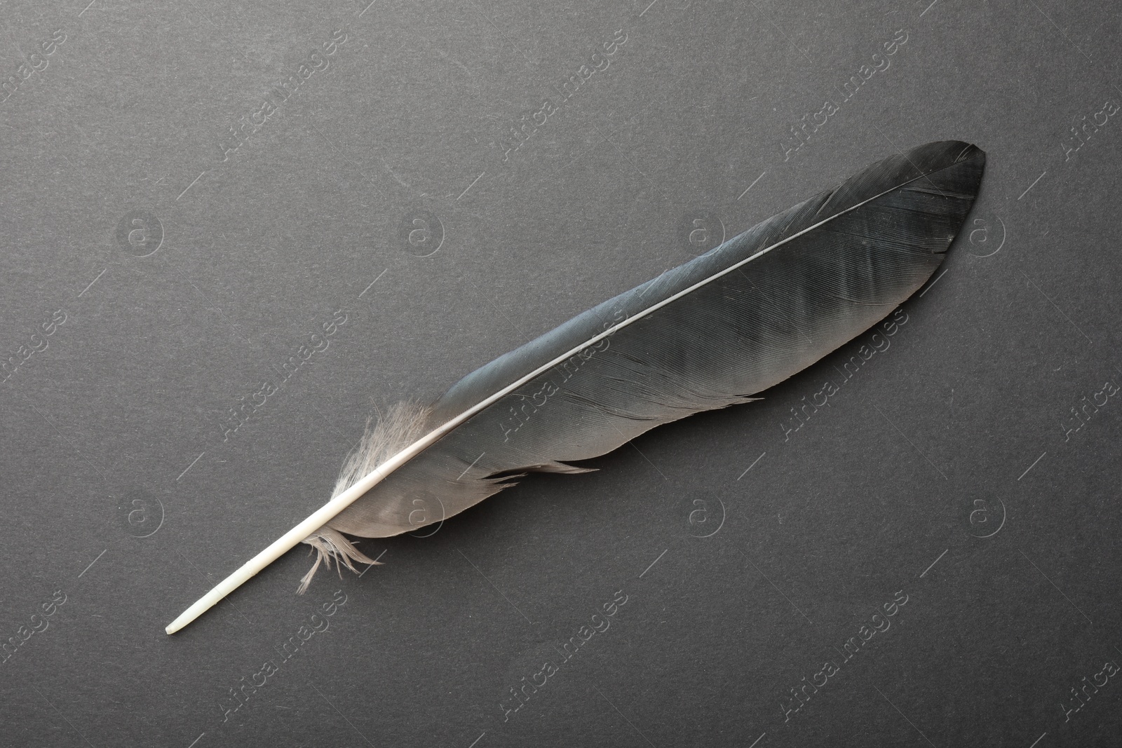 Photo of Beautiful black feather on gray background, top view