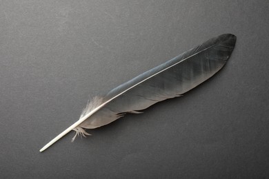 Beautiful black feather on gray background, top view